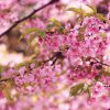 【着物組・青森支部】4/29第２回弘前公園で着物でお花見しよう